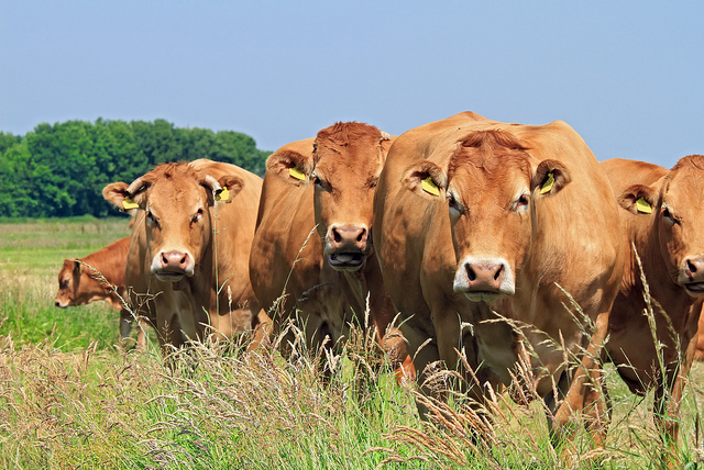 Controlling Flies On Pastured Cattle The Beef Site